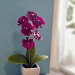 Iris אומאג