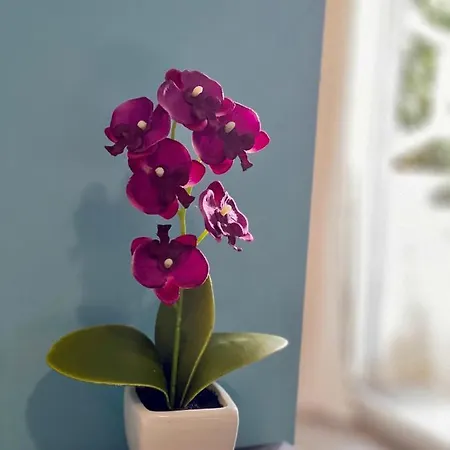 Iris Umago